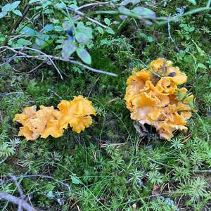 Chanterelle, Common