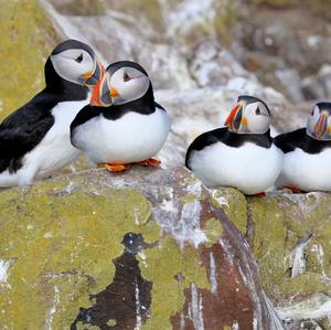 Atlantic Puffin