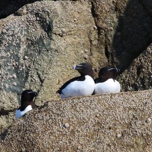 Razorbill