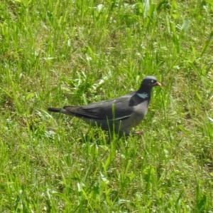 Common Wood-pigeon