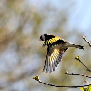 European Goldfinch