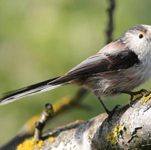 Long-tailed Tit