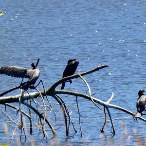 Great Cormorant