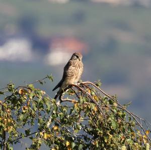 Common Kestrel