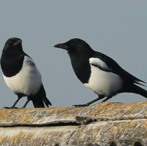 Black-billed Magpie