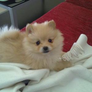 Pomeranian