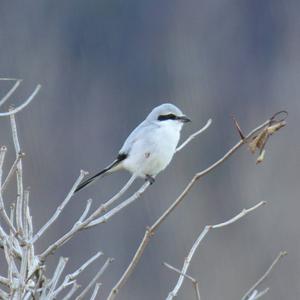 Great Grey Shrike