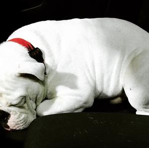 Englische Bulldogge