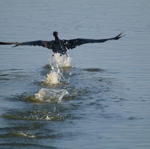 Great Cormorant