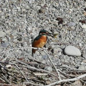 Common Kingfisher