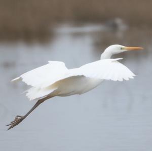 Great Egret