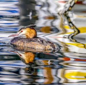 Great Crested Grebe