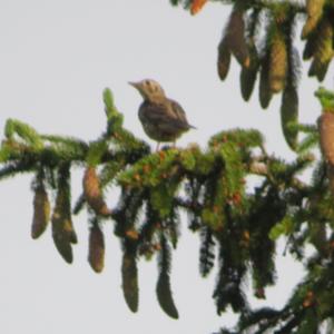 Tree Pipit