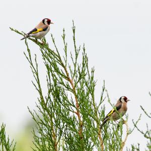 European Goldfinch