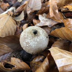 Gem-studded Puffball