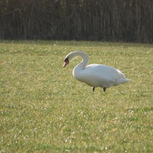 Mute Swan