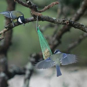 Great Tit