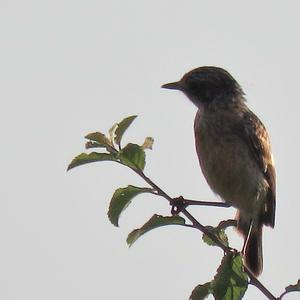 European stonechat