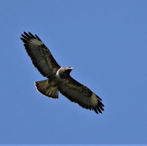 Common Buzzard