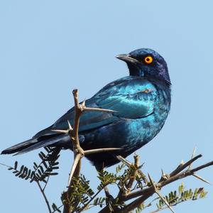 Red-shouldered Glossy-starling