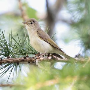 Berglaubsänger