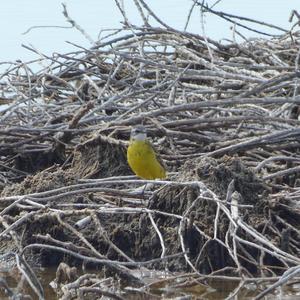 Yellow Wagtail