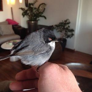 Sardinian Warbler