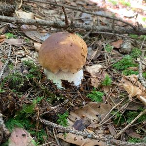 King Bolete