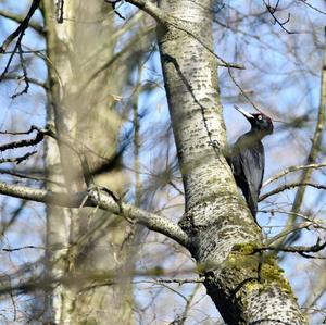 Black woodpecker