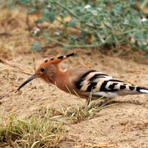 Eurasian Hoopoe