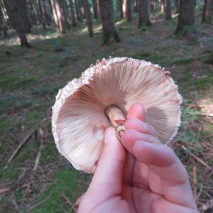 Parasol Mushroom