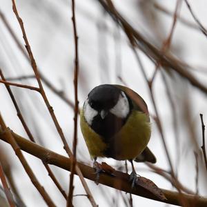 Great Tit