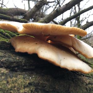 Oyster Mushroom