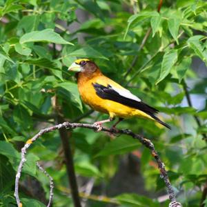 Evening Grosbeak