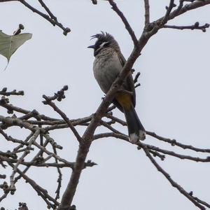 White-eared Bulbul