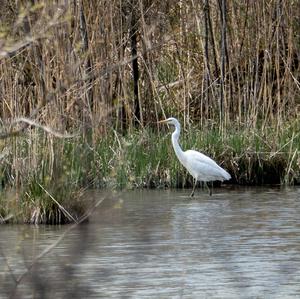 Great Egret