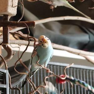 Budgerigar