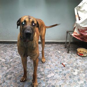 Unknown Breed