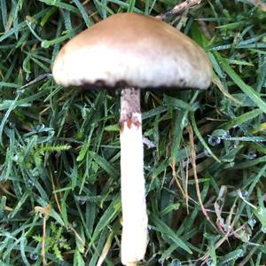 Velvety Psathyrella