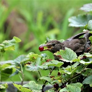 Eurasian Blackbird