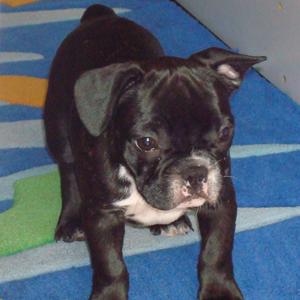 Französische Bulldogge