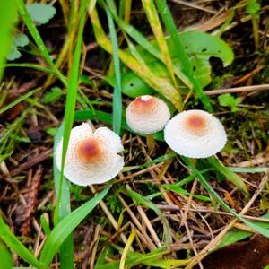 Malodorous Lepiota