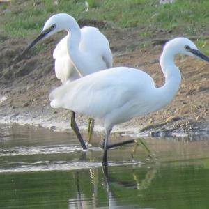 Little Egret