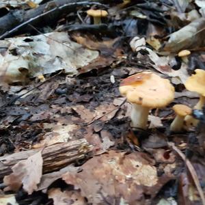 Chanterelle, Common