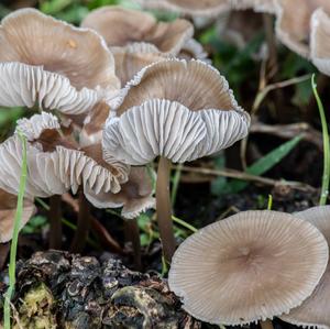 Pink Mycena