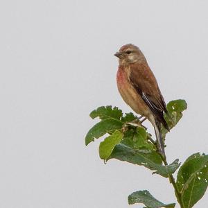 Eurasian Linnet