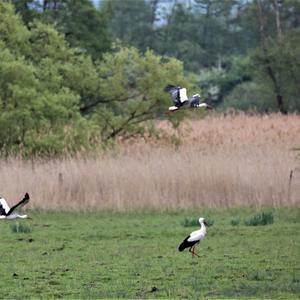 White Stork