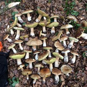 Summer Bolete