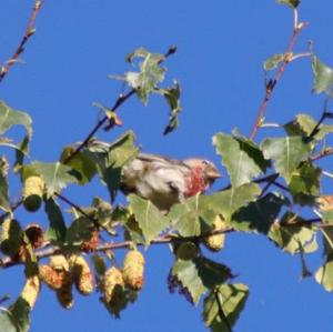 Common Redpoll