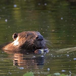 Eurasian Beaver